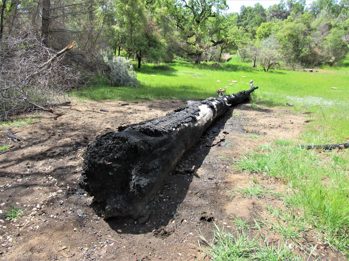 ravensspirit68's tweet image. Remnants of last year's fire that burned through our property. The meadow is recovering beautifully and most of the oaks and pine made it through, but some of the old giants were taken down. ❤️‍🩹
#OakFire