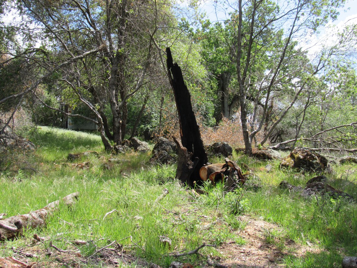 ravensspirit68's tweet image. Remnants of last year's fire that burned through our property. The meadow is recovering beautifully and most of the oaks and pine made it through, but some of the old giants were taken down. ❤️‍🩹
#OakFire