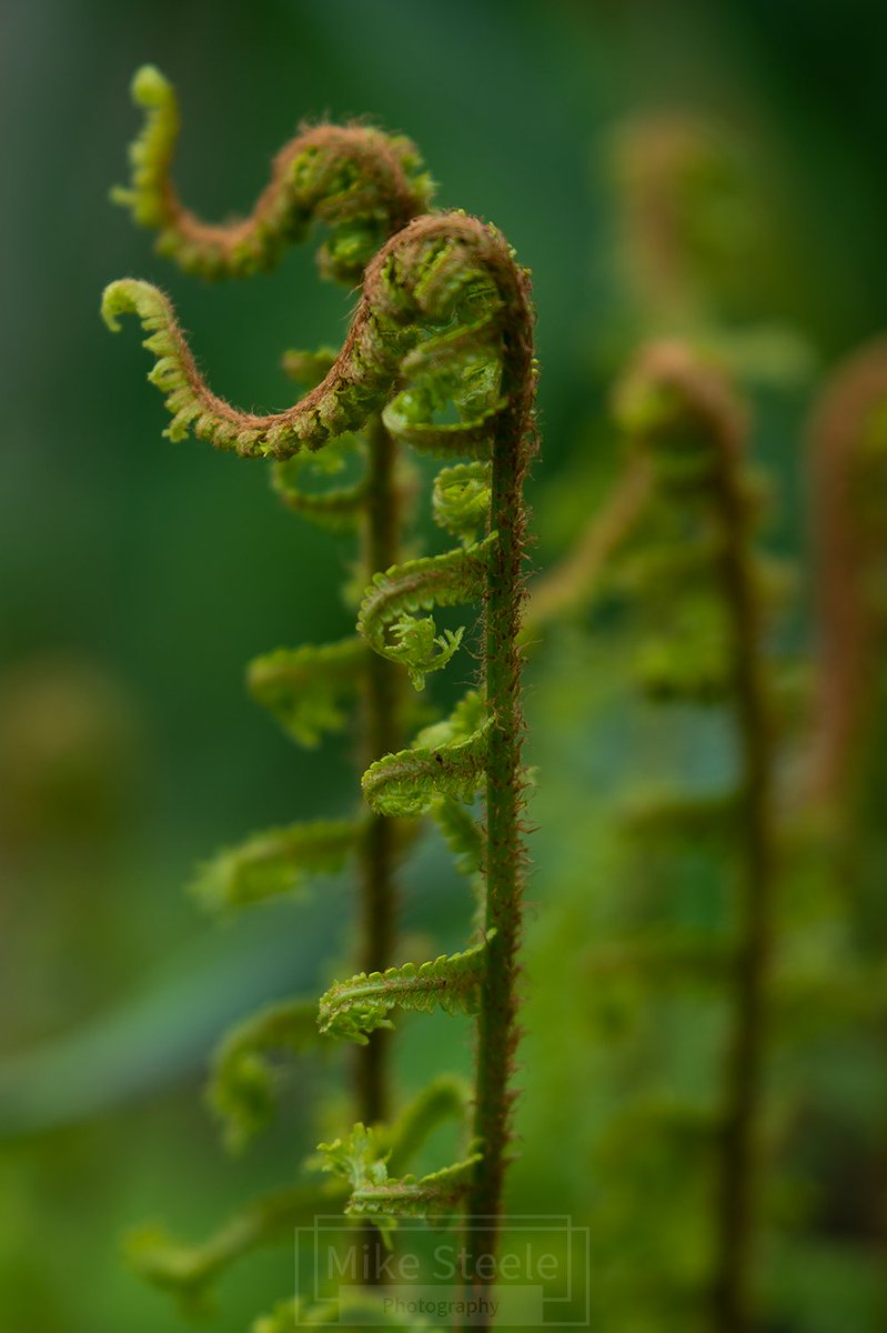 Fern fronds unfurling in the sun #ferns #NaturePhotography #nikond4