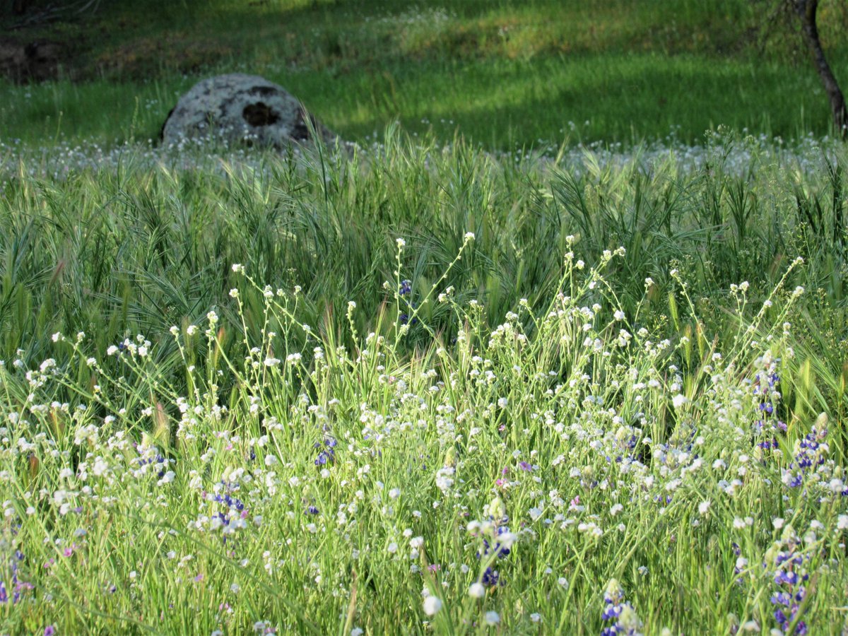 ravensspirit68's tweet image. Remnants of last year's fire that burned through our property. The meadow is recovering beautifully and most of the oaks and pine made it through, but some of the old giants were taken down. ❤️‍🩹
#OakFire