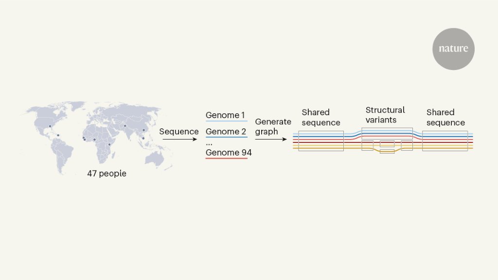 A human reference pangenome has been generated. In this Forum,<a href="/AryaMassarat/">Arya Massarat</a> &amp; <a href="/mgymrek/">Melissa Gymrek</a> tell us how it was built, and Brian McStay &amp; Hakon Jonsson discuss the insights into repetitive sequence that we are already gaining from it  go.nature.com/3VRwM7Y