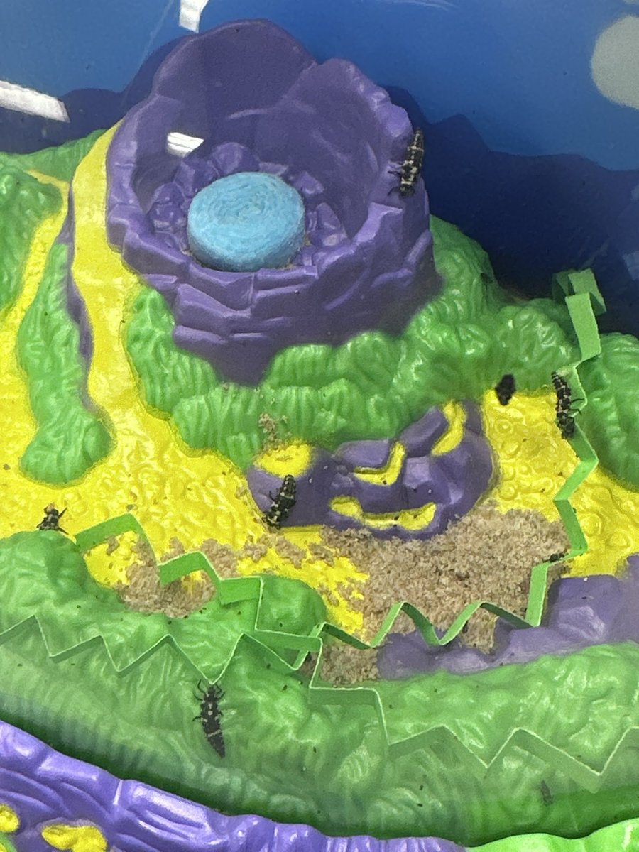 Exciting things happening in ladybug land! We see some pupa and some fast moving larva! <a href="/SearingtownK5/">Searingtown School</a> <a href="/HerricksSchools/">Herricks Schools</a> #weareherricks