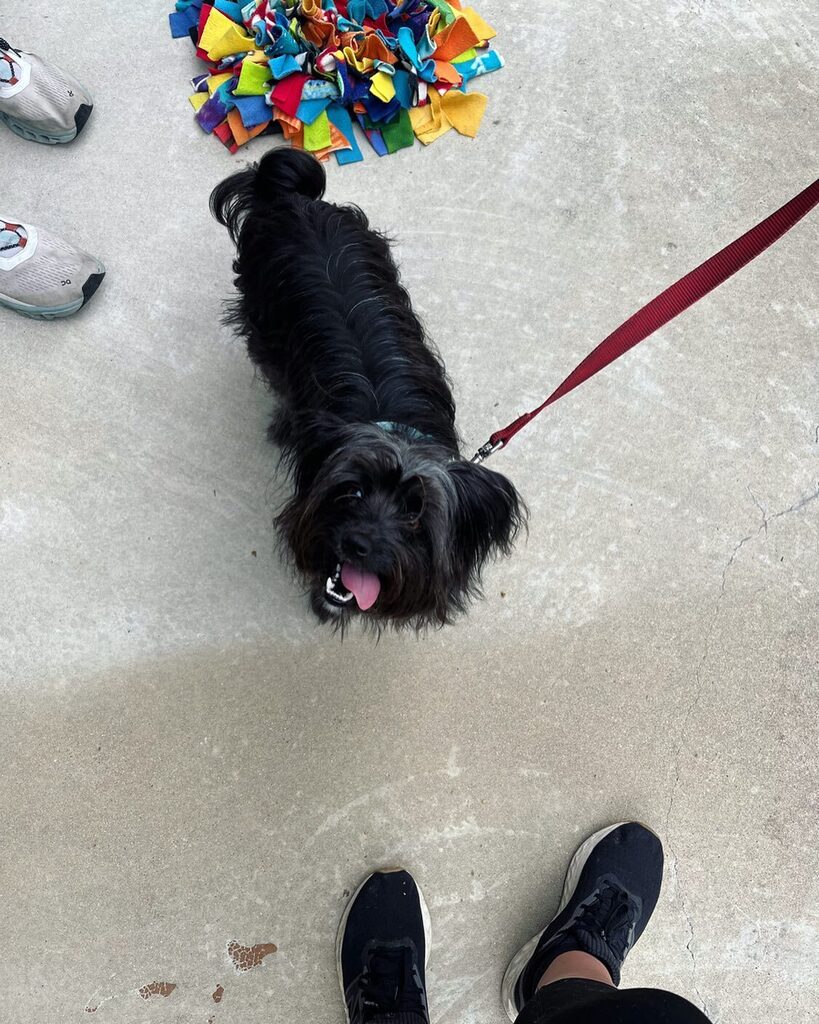 DogPossible tweet picture