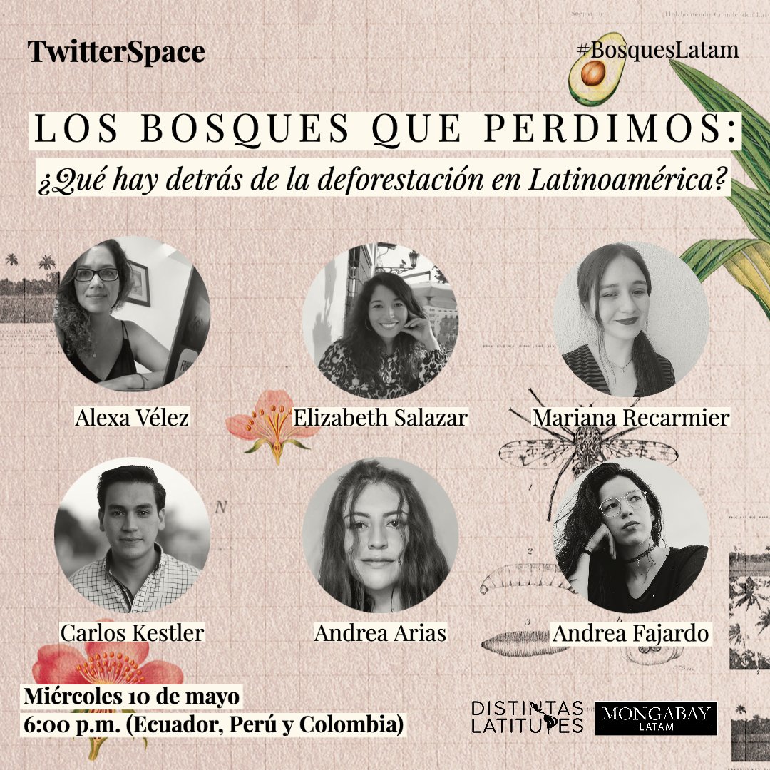 🦎📷 Hoy, a las 6:00 p.m. (Perú/Colombia) nos vemos en un #TwitterSpace para hablar de #BosquesLatam, una investigación de @MongabayLatam y la 6ta Generación de la #RedLatam de Jóvenes Periodistas de @DLatitudes, que revela qué hay detrás de la deforestación en #Latinoamérica.