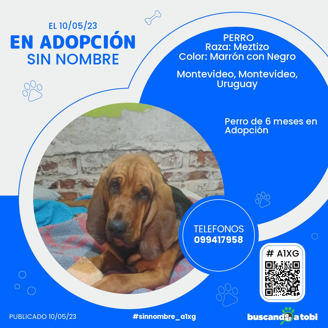 buscandoatobi.com tweet media