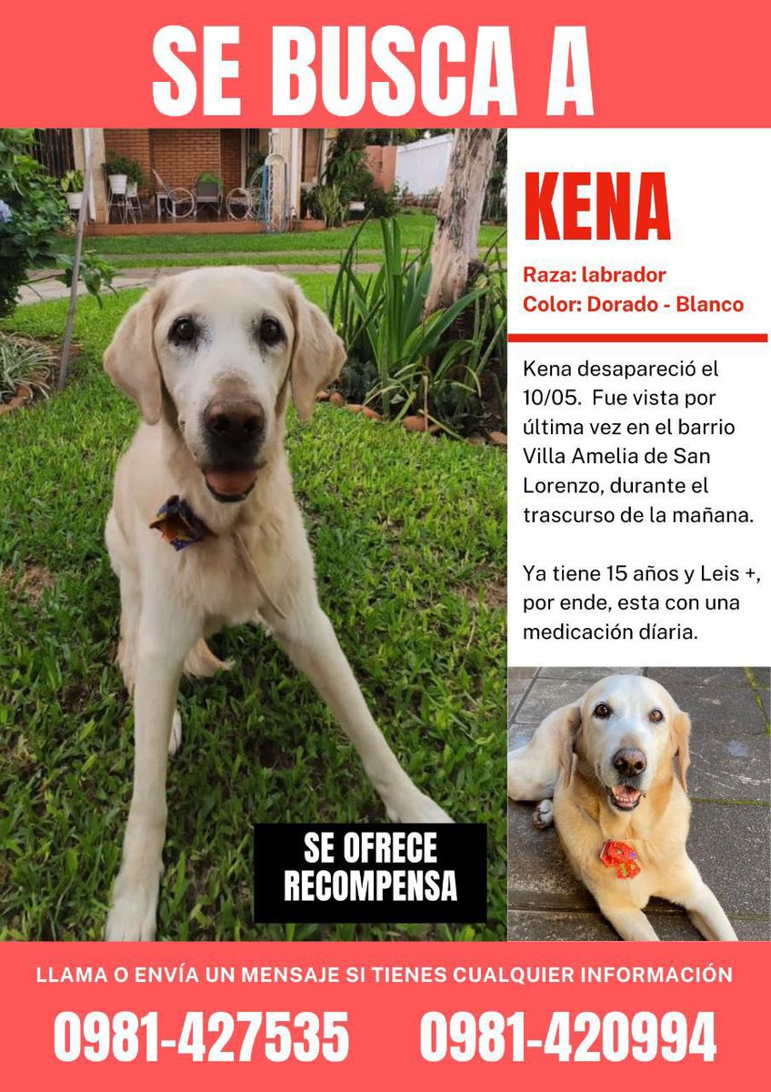 luis7902's tweet photo. Auxilio gente !! Se perdió KENA, si me ayudan a compartir con un RT para poder saber de ella 😭😭🙌🏼🙌🏼 https://t.co/nI954ABpcB