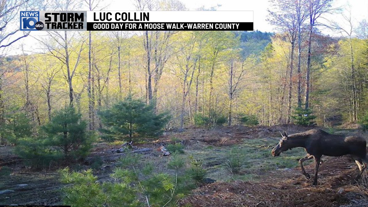 Moose having a nice walk up in Warren County on this nice day.
Always GREAT to see.
Thanks Luc Collin.