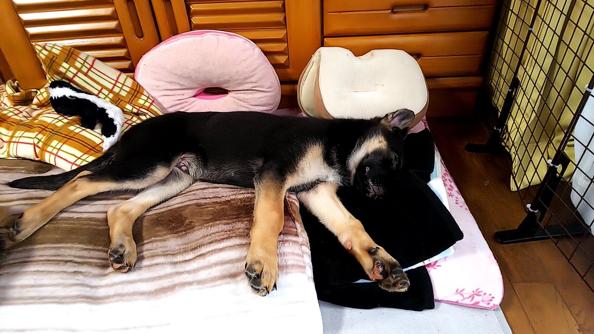 shepalove's tweet photo. 今日5月11日は月誕生日です🎂🎉
3ヶ月になりました！
そしてわが家にきて1ヶ月💕 https://t.co/7CVy4scjeC