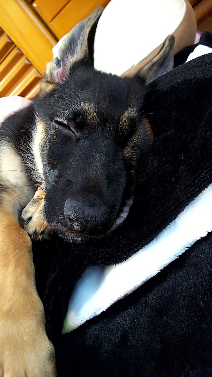 shepalove's tweet photo. 今日5月11日は月誕生日です🎂🎉
3ヶ月になりました！
そしてわが家にきて1ヶ月💕 https://t.co/7CVy4scjeC
