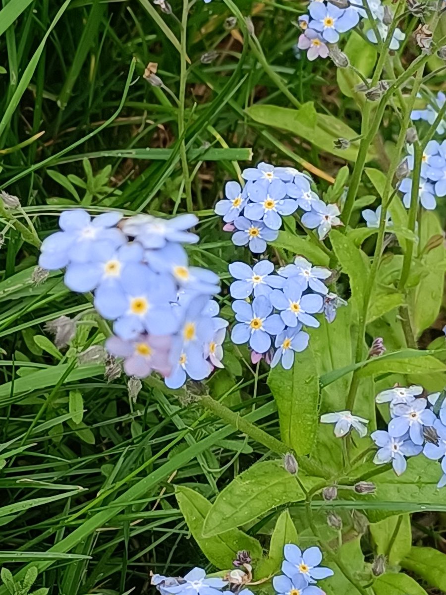 Absolutely over the moon finding these growing wild while out walking with a patient Cragside QE ❣️ "Forget Me Not" <a href="/dementiaservic3/">dementia services QE/Admiral Nurses</a> <a href="/JuliaNev1989/">Julia nevin</a> <a href="/jocrow82/">joann crowder</a> <a href="/kateclark1979/">Kate Clark</a> <a href="/DementiaUK/">Dementia UK</a> <a href="/starwards/">Star Wards</a> <a href="/RPjetraj/">Radka Pjetraj</a> <a href="/vickilou2012/">Vicki Mayes</a>