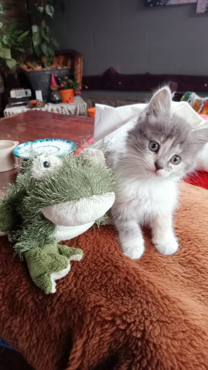 una conocida adoptó este gato medio peluche🧸😭❤️ parece ia