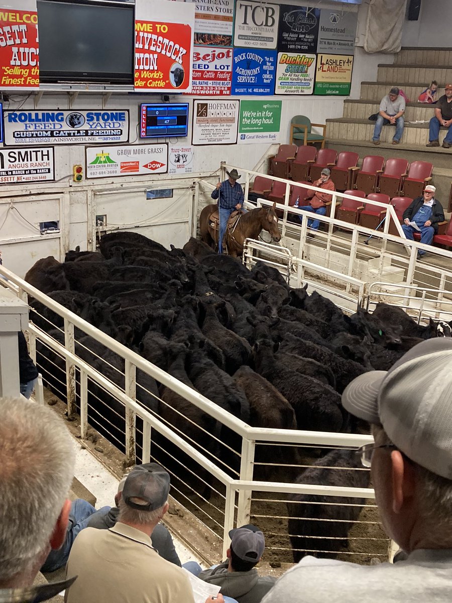 Frank beel on twitter 513 lb steers at 3 0725 bassett livestock 