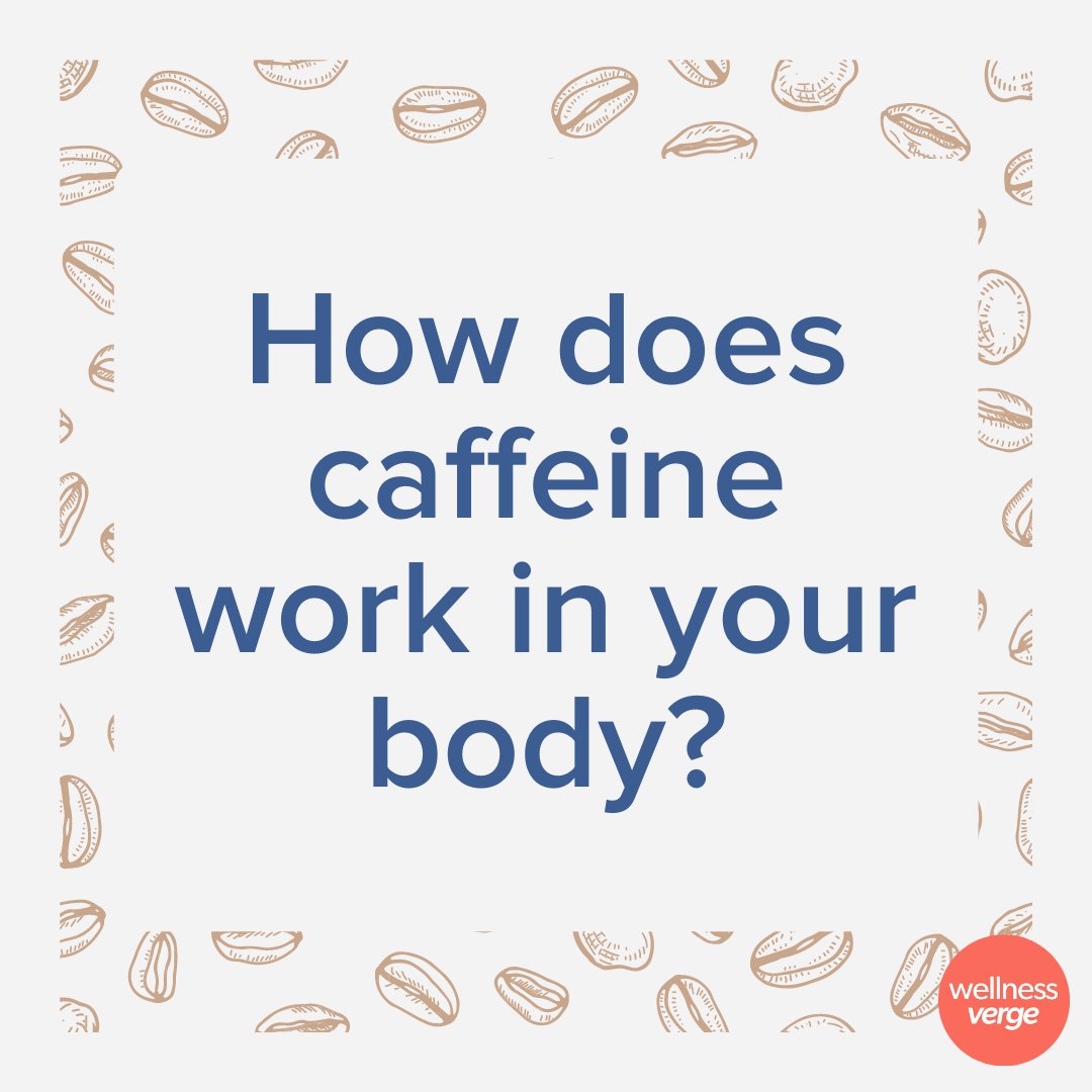 WellnessVerge's tweet photo. Once #caffeine enters the #digestivesystem, it absorbs quickly through the intestine wall.

It then makes its way into the #liver, where it is broken down into 3 new #molecules — theobromine, paraxanthine, and theophylline.

Each of these molecules perform their own... https://t.co/67036DvYN1