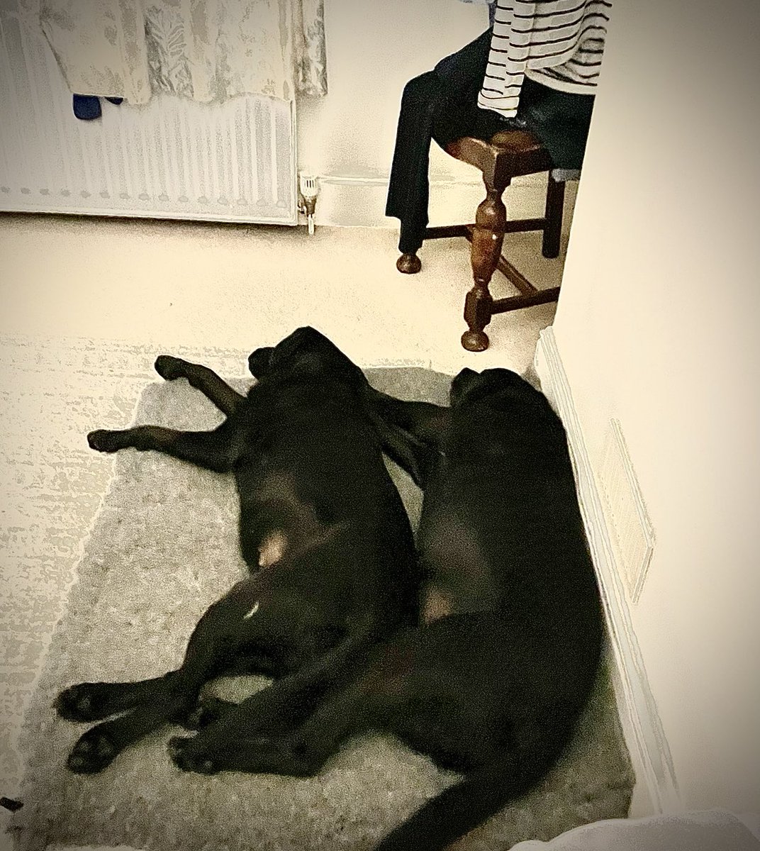 Two very tired dogs after lots of ball chasing on the beach at Alnmouth