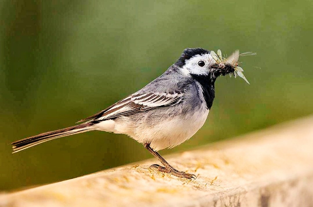 Pied Wagtail #nature #NatureBeauty #NaturePhotography #natureza #sigma #canon #pics #photography #wildlifephotography #WildLifeRPG #rspb #INSTAGRAM #photoshoot