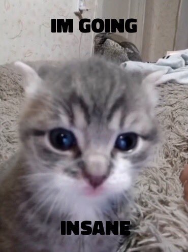 LiterallyMeCats (@literallymecats) on Twitter photo 