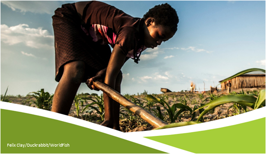 IFPRI's tweet photo. Climate change affects every aspect of the food system, yet structural inequalities &amp; vulnerabilities limit women’s access to resources, services &amp; agency.

Elizabeth Bryan, @MuznaAlvi &amp; @ClaudiaRingler explore in a 🆕 @CGIAR GENDER Impact working paper: https://t.co/LWygNXSOPN https://t.co/vC67qEYnLK