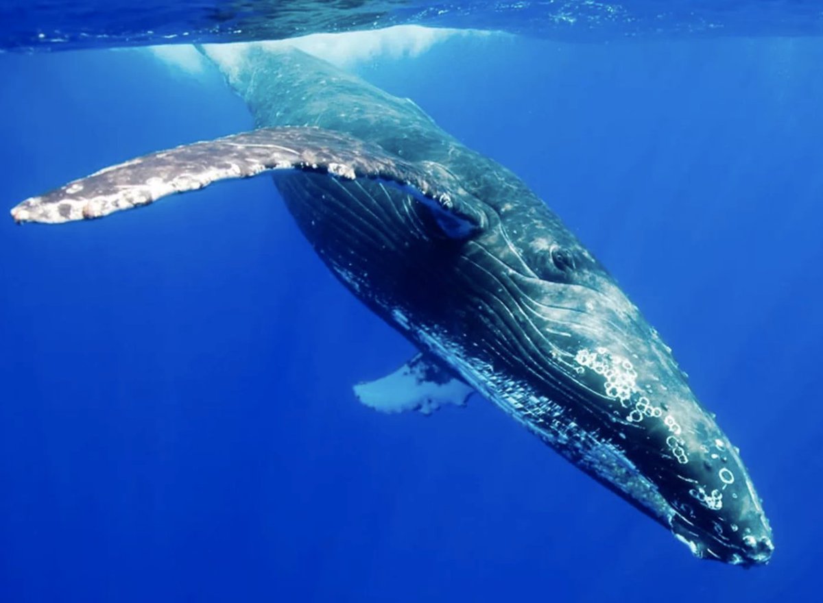 PADI_Travel's tweet image. 🔥Crazy Liveaboards Sale!🔥 50% DISCOUNT on Emperor Explorer,  Caribbean Explorer II, Turks and Caicos Explorer II and Humboldt Explorer 🤩 Until May 11th, 5PM EST! 🤩 

World class dive destinations with Explorer Ventures liveaboards ➡️ padi.co/jtur8e

*Ts&amp;amp;Cs apply.