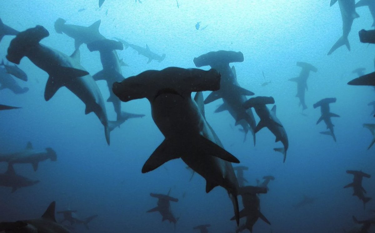 PADI_Travel's tweet image. 🔥Crazy Liveaboards Sale!🔥 50% DISCOUNT on Emperor Explorer,  Caribbean Explorer II, Turks and Caicos Explorer II and Humboldt Explorer 🤩 Until May 11th, 5PM EST! 🤩 

World class dive destinations with Explorer Ventures liveaboards ➡️ padi.co/jtur8e

*Ts&amp;amp;Cs apply.