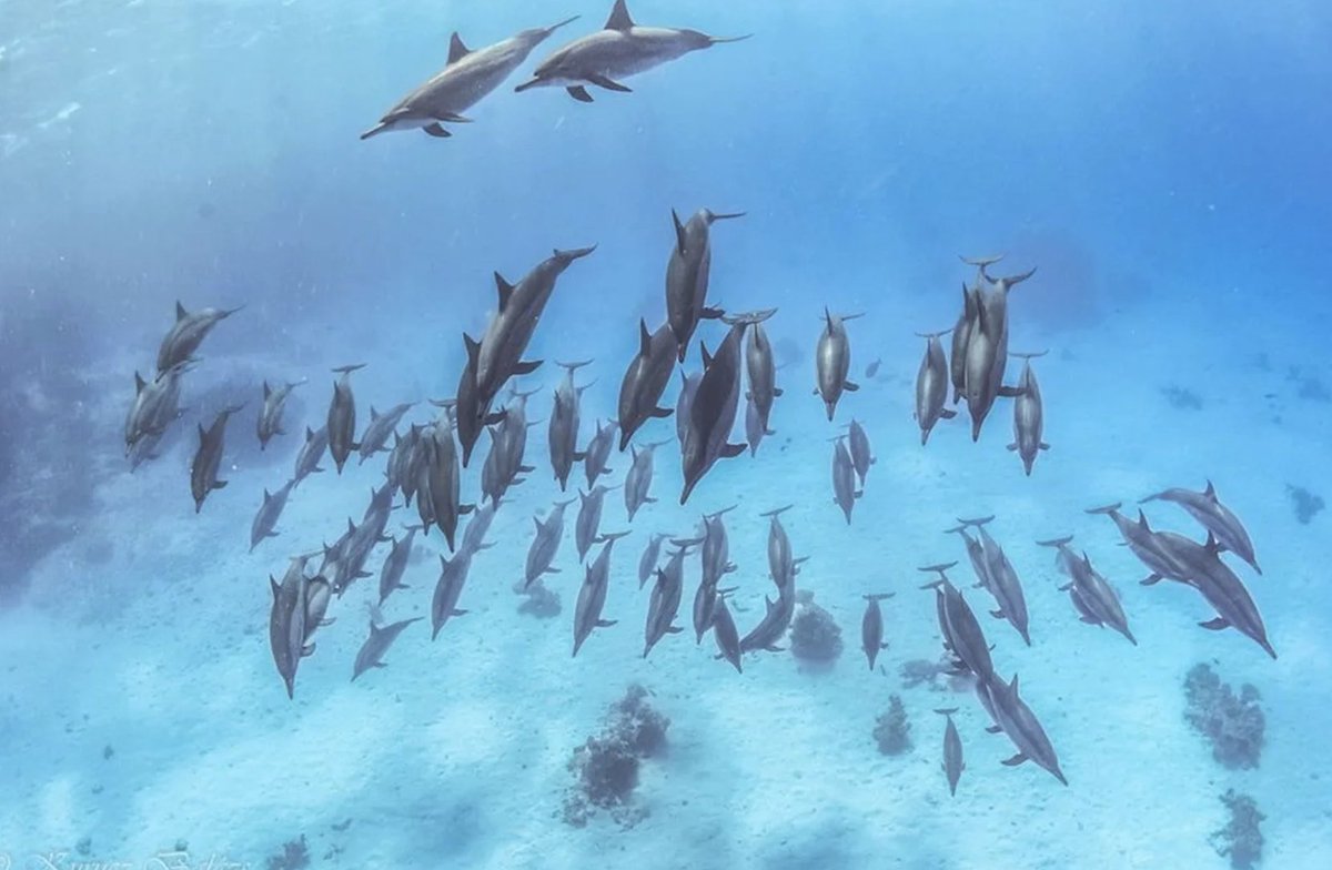 PADI_Travel's tweet image. 🔥Crazy Liveaboards Sale!🔥 50% DISCOUNT on Emperor Explorer,  Caribbean Explorer II, Turks and Caicos Explorer II and Humboldt Explorer 🤩 Until May 11th, 5PM EST! 🤩 

World class dive destinations with Explorer Ventures liveaboards ➡️ padi.co/jtur8e

*Ts&amp;amp;Cs apply.