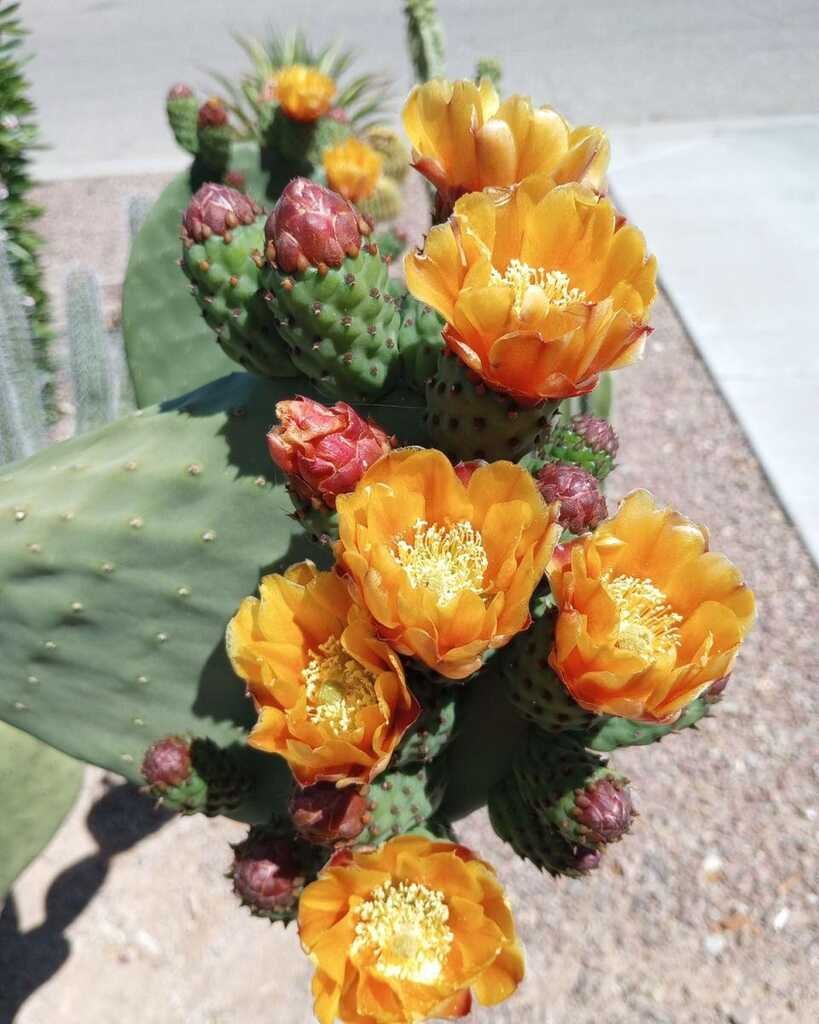 𓂂𓂃ᗙ 𝔐𝔞𝔯𝔱𝔦𝔫 ᗛ𓂃𓂂༻￮ on Twitter "Cactus in full bloom in Green Valley, AZ
