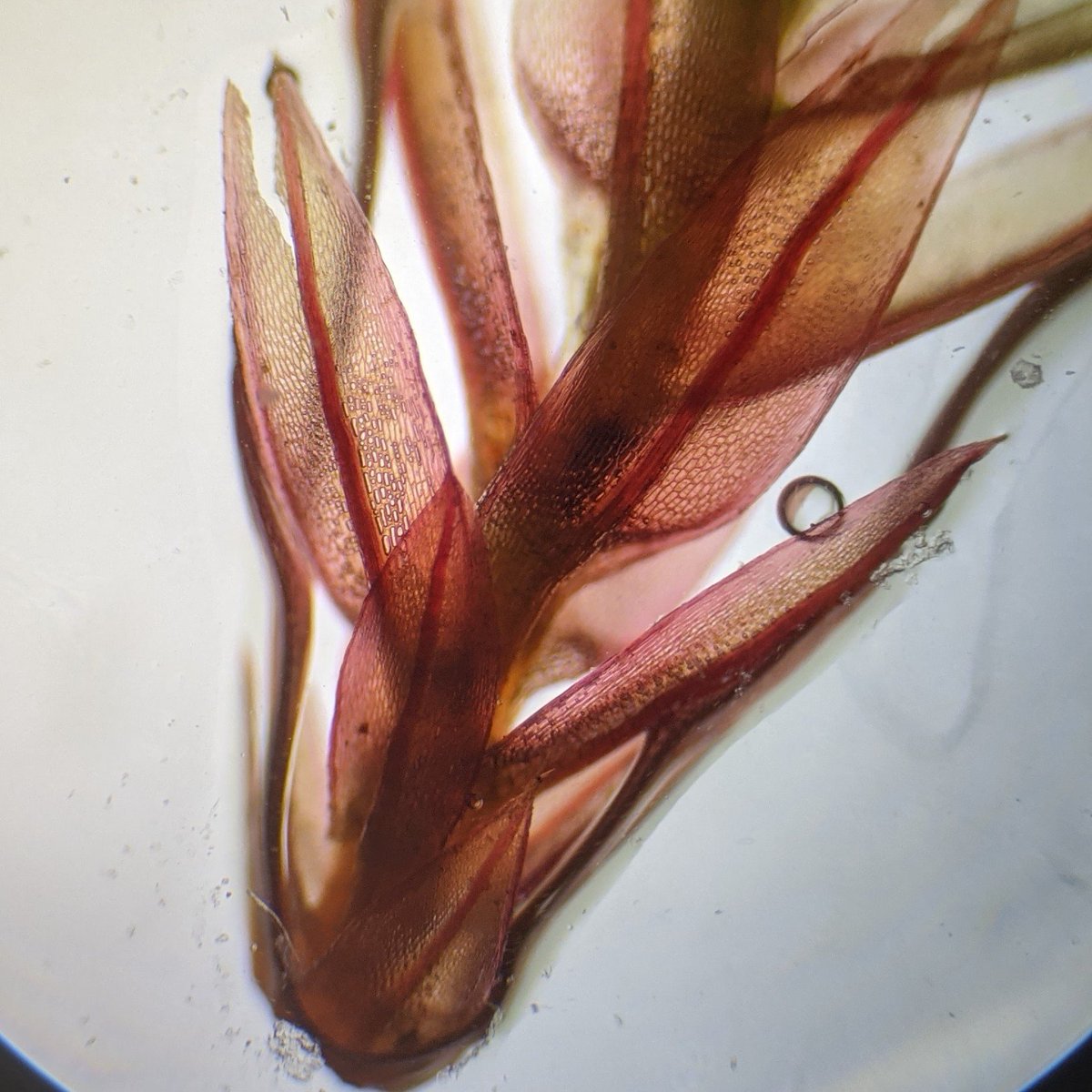 A beautiful mixed cushion of Bryum pseudotriquetrum and B. alpinum, found in an upland flush near Lough Acoose. Shown are the most distinctive features of both - B. pseudotriquetrum with decurrent leaves and B. alpinum with long,  red-nerved ones.