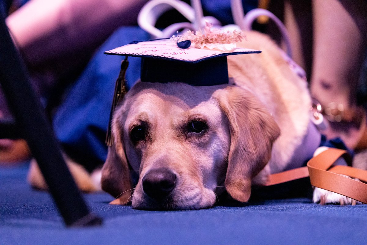 The cutest graduate we ever did see! 🐶🎓😍 #cbugrad2023