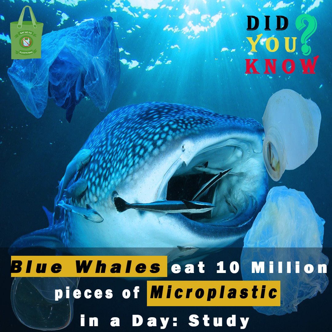 DisofPolybags's tweet photo. Did you know about that sea animal blue whale eat almost 10 million microplastics eat in day.

#polybags
#govtofpakistan
#govtofpunjab
#tiktok
#foryoupag 
#saynotoplasticbags 
#nomoreplastic
#StandWithImranKhan https://t.co/B5lHvvP08L