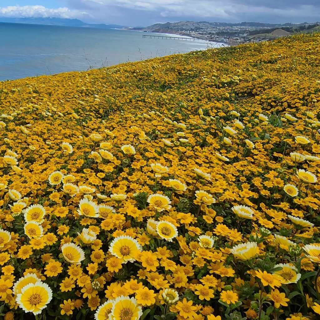 Martin Finch on Twitter "RT KlatuBaradaNiko The flowers are in full