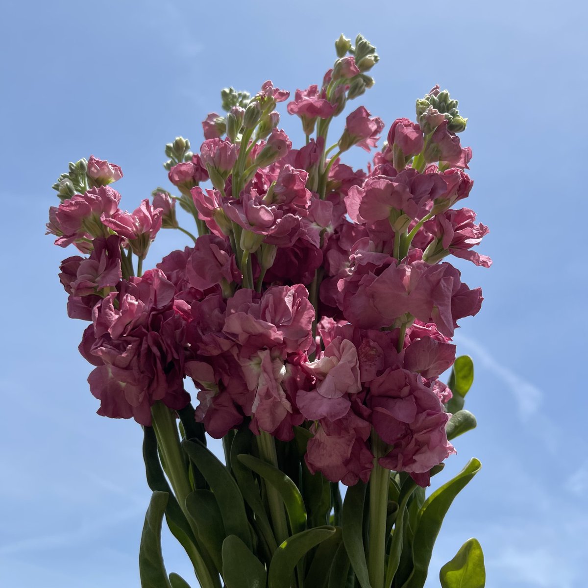 SteinFlorist's tweet photo. Check out these beautiful stock flowers. They smell so good *sniff* 😌
.
.
#steinflorist #steinyourflorist #flowers #florist #flowershop #floristry #shopsmall #shoplocal #smallbusiness #phillyflorist #philadelphiaflorist #NJflorist #stockflower #gillyflower #freesmells #beautiful https://t.co/6oPxgn2SRL