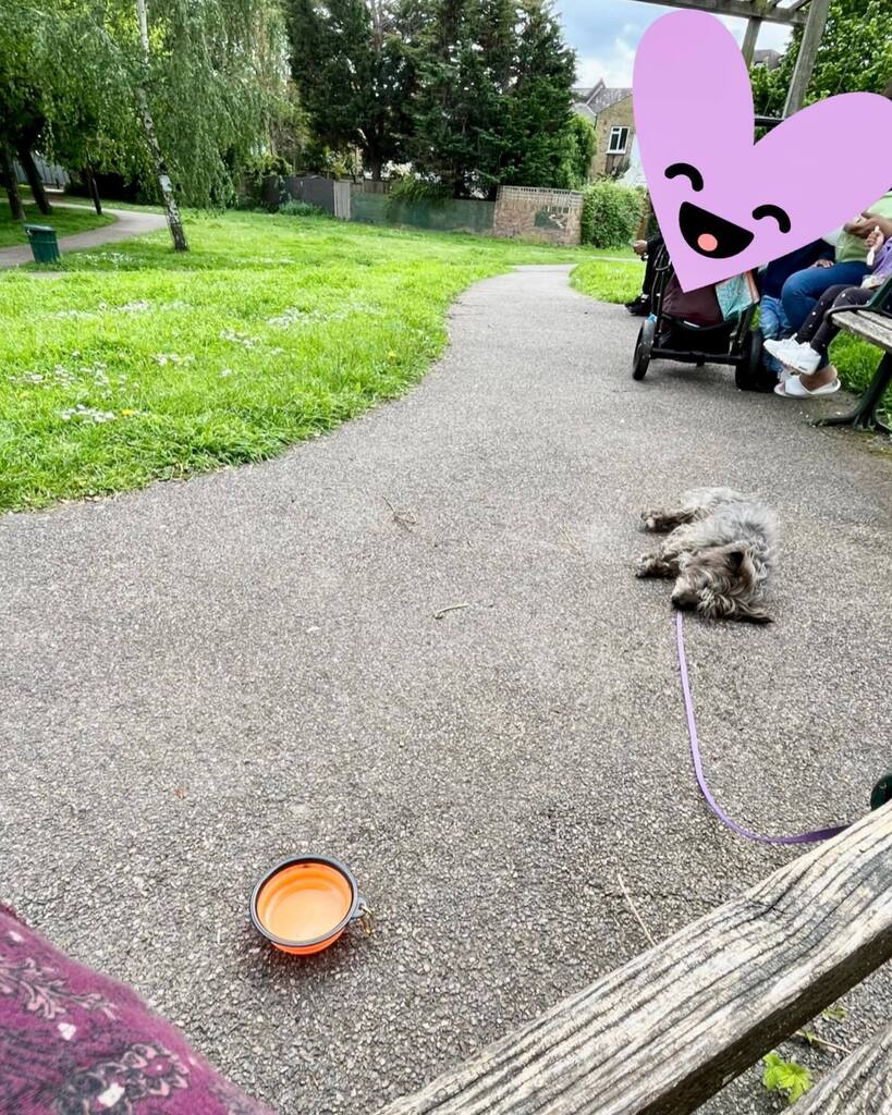 Badger finally gave up hope that he was going to be allowed to join this family’s picnic… they had eggs and cheese and Badger really wanted to try some too!