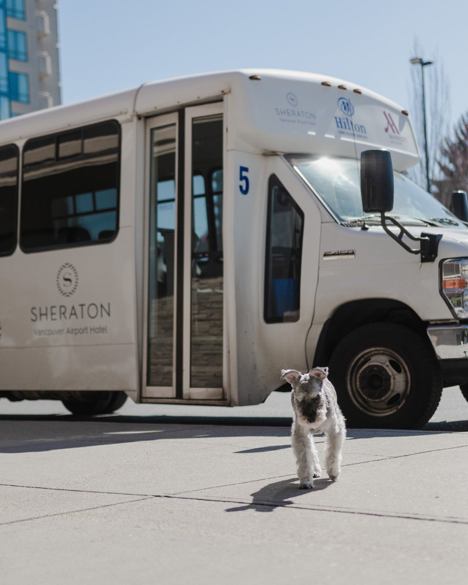 Traveling can be ruff, but getting to and from the airport doesn't have to be! Enjoy a hassle-free start and end to your journey with our complimentary shuttle to and from @yvrairport. Don't forget that our hotel is pet-friendly! Bring your pet along for the pawfect vacation.🐶