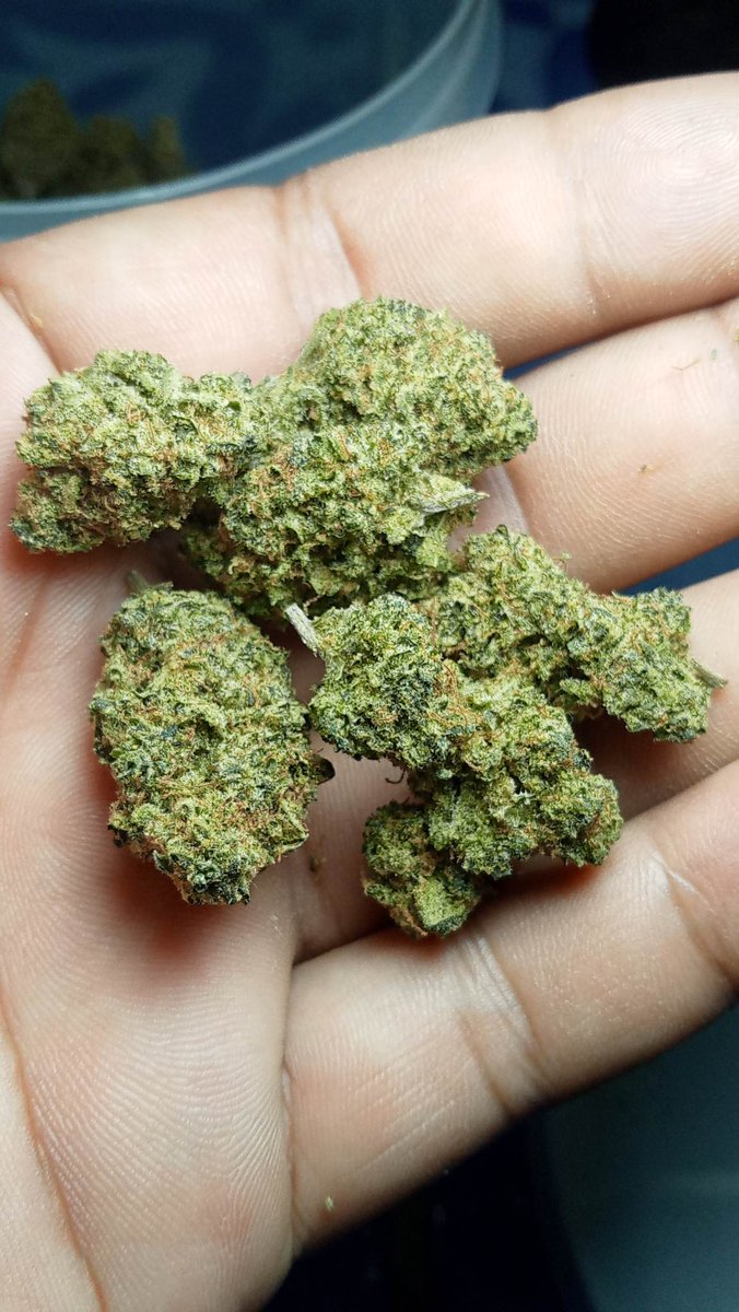 DewKasem420's tweet photo. Popcorn available 2 Oz
Ape in space - Exoticgenetix
Green house Thailand
#420Thailand
#THCplus
#Kasemgrower https://t.co/QbyxUlTzkY