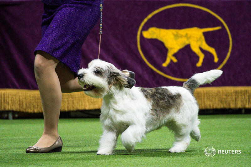 reuterspictures's tweet photo. Buddy Holly, a petit basset griffon Vendeen, is the first of his breed to win best in show at #WestminsterDogShow https://t.co/zV1mI3mFf2 📷 Eduardo Munoz https://t.co/7DdH80UDBO