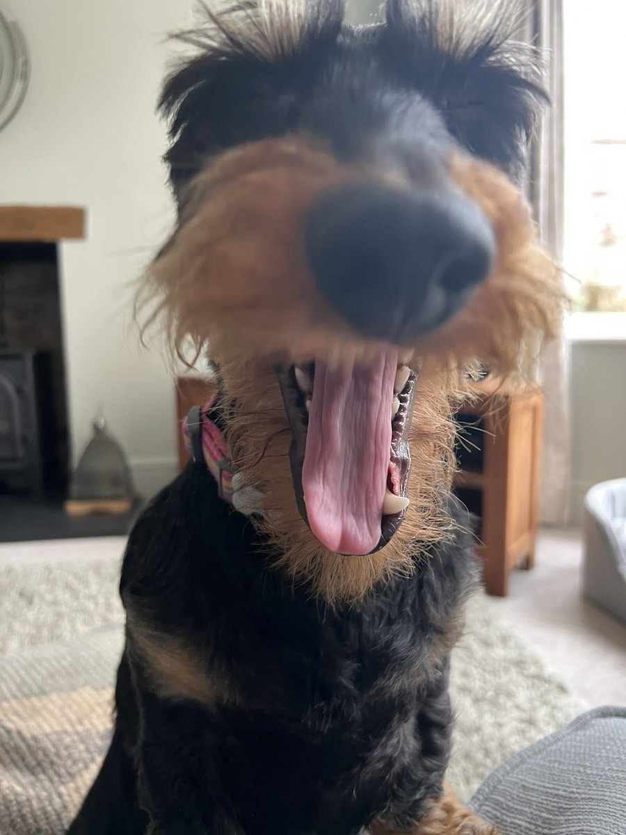 IsabellaDaxie's tweet image. I’m home alone 😩😩🐾

#abandoned #alone 

Isabella you are with Aunty Anna who has just checked with me to see if you can have extra food and a carrot 🥕 

😳 #foundout #homesoon