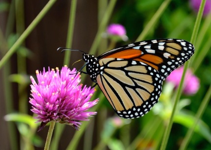 Natureworks Garden Center & Landscaping tweet media