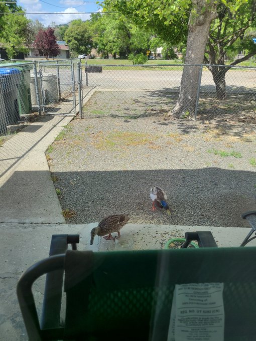 I live a couple blocks from the lake. Yesterday I had Mr. and Mrs. Mallard Duck visit my house for a<a href="/tag/gilf"class="tags"><span>#gilf</span></a>