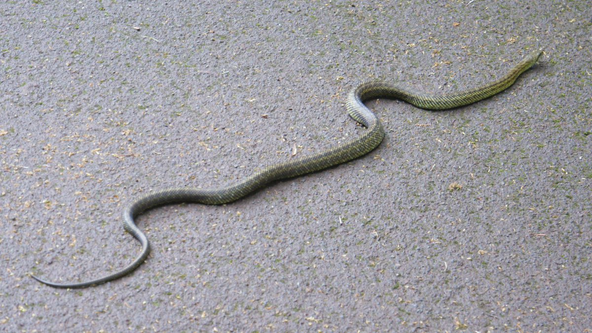Save The Snakes on Twitter "👀 Look for snakes on the road. Snakes are