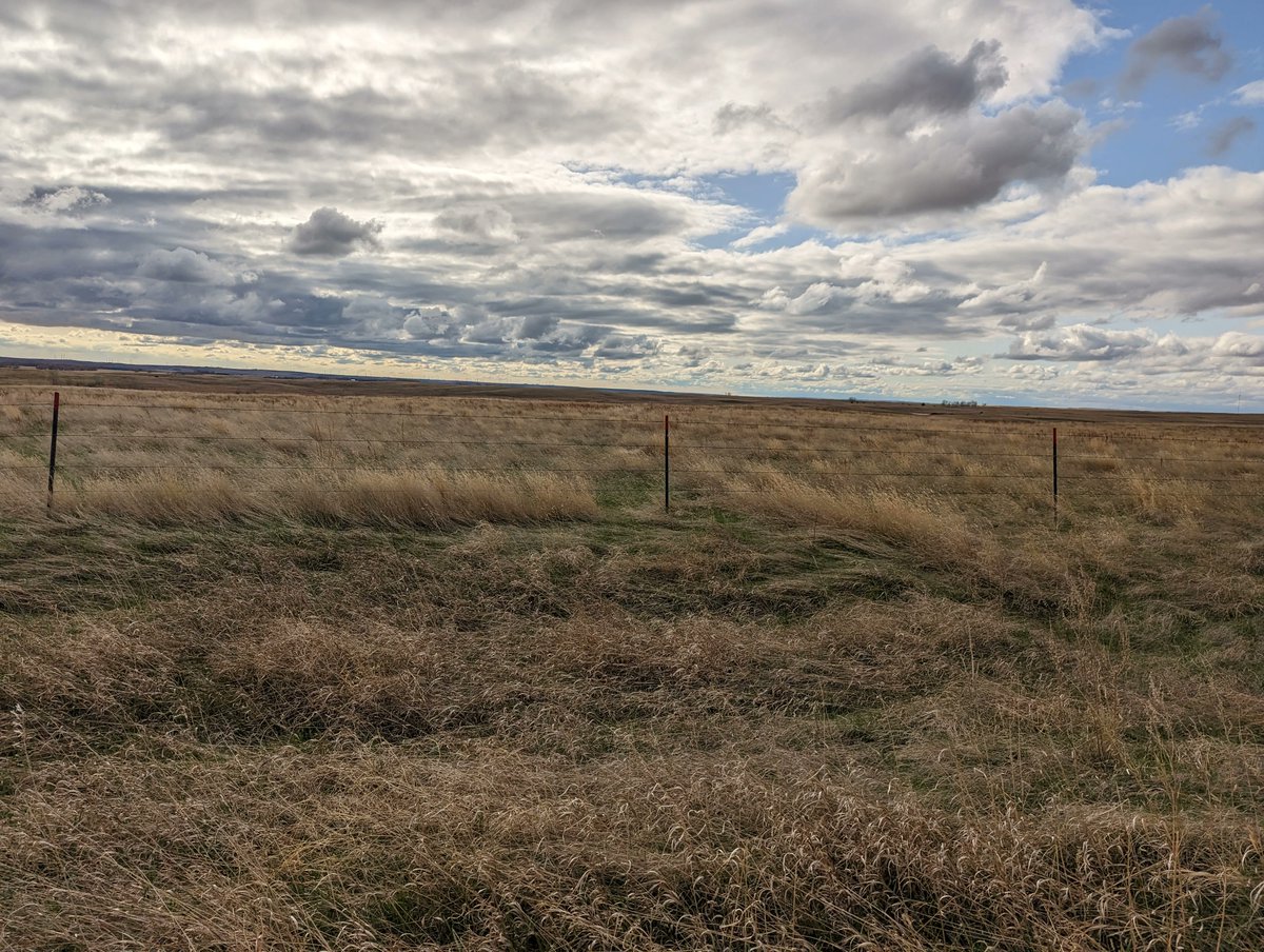 Pasture in Campbell County SD