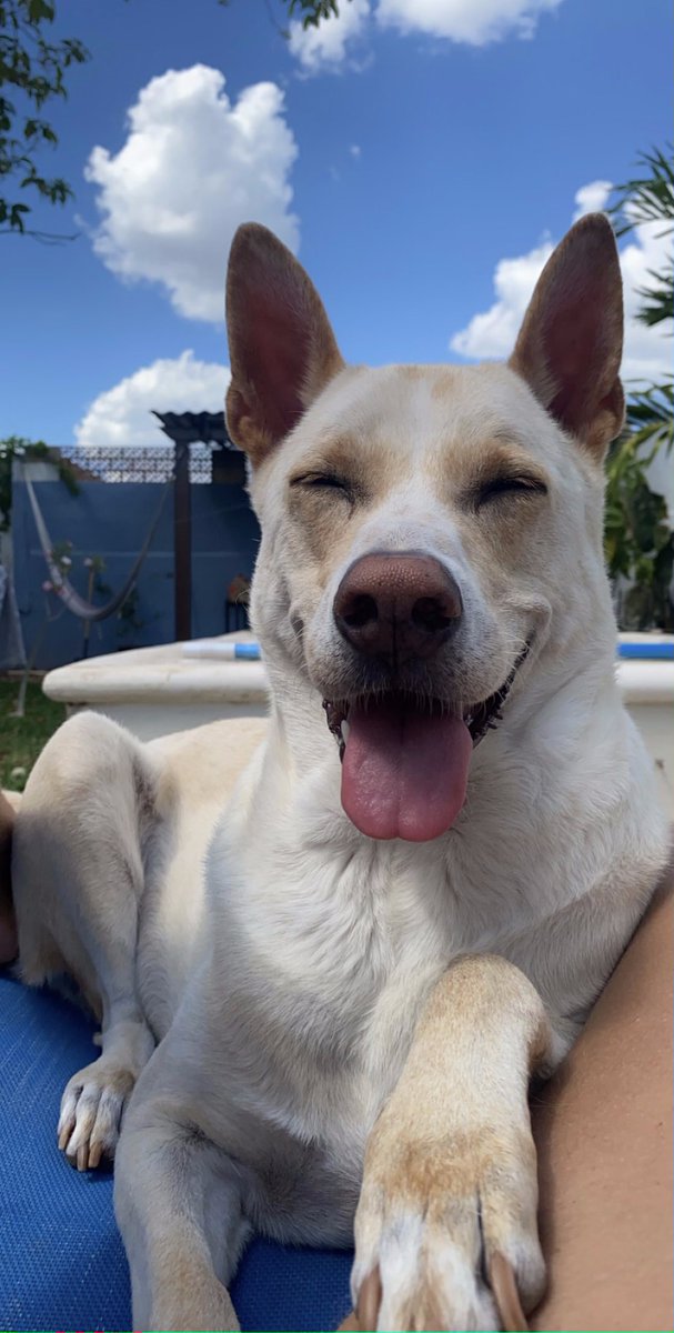 Happy National Pet Week!

Today we are featuring our Account Manager, Amber, along with her 2 cats, Chip and Mik, and her dog Young Thug!

Amber rescued all 3 of her lovely companions from Thailand. They have lived in Thailand, the U.S. and now Mexico!

#NationalPetWeek