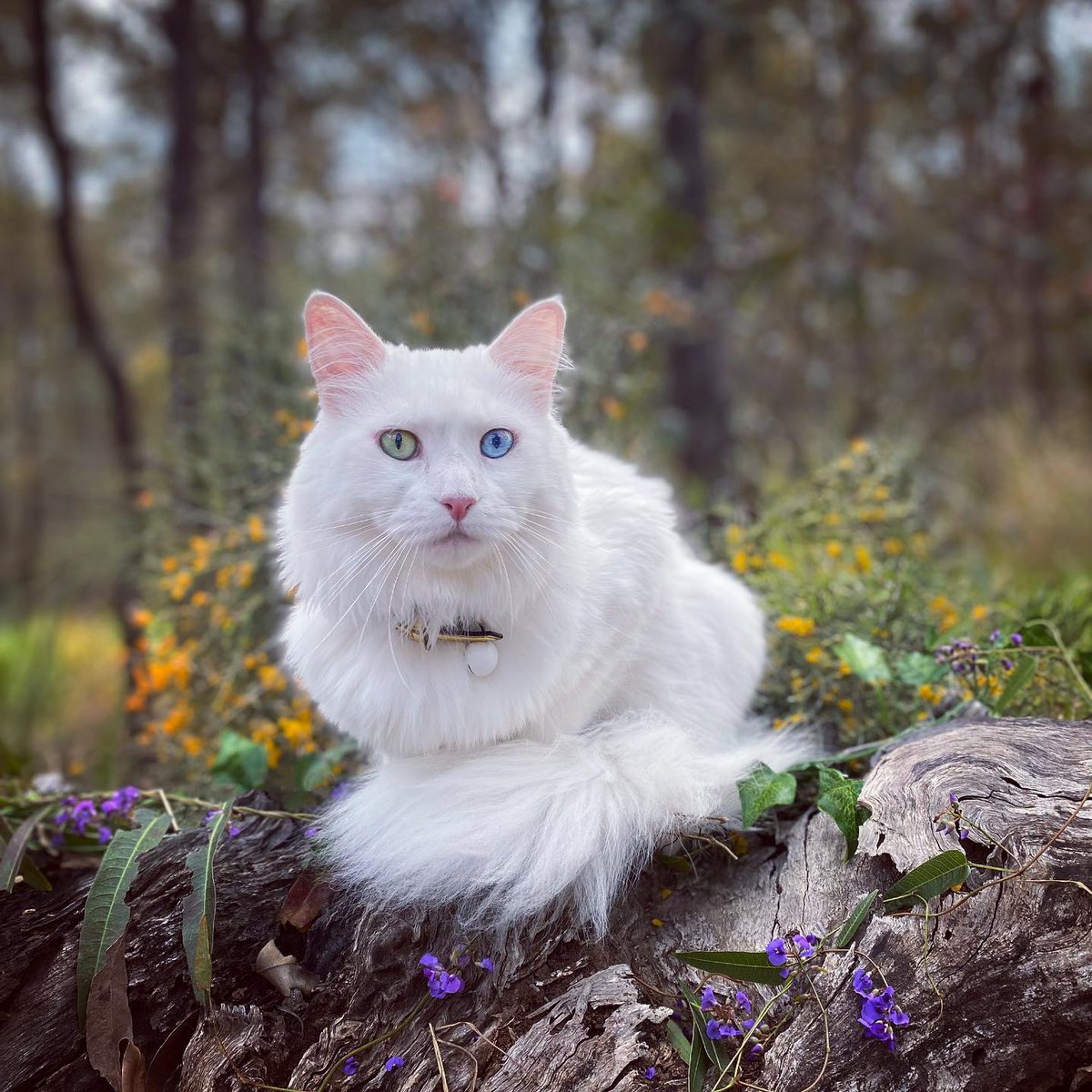 Look at our Fur Friend Soda Pop @skittles_and_gingin bringing us all of the May flowers 💐 🌷 🌹 🌼 🌺 🌸 

#EvolvePets #ChooseEvolve #MajesticMay
