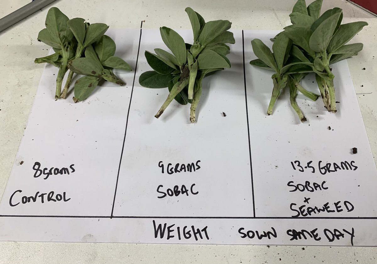 SoilIreland's tweet photo. Beans, beans they are good for your heart ❤️.
#farming #soilhealth #sobac #seaweed #agriculture https://t.co/AIHqtsDnf2