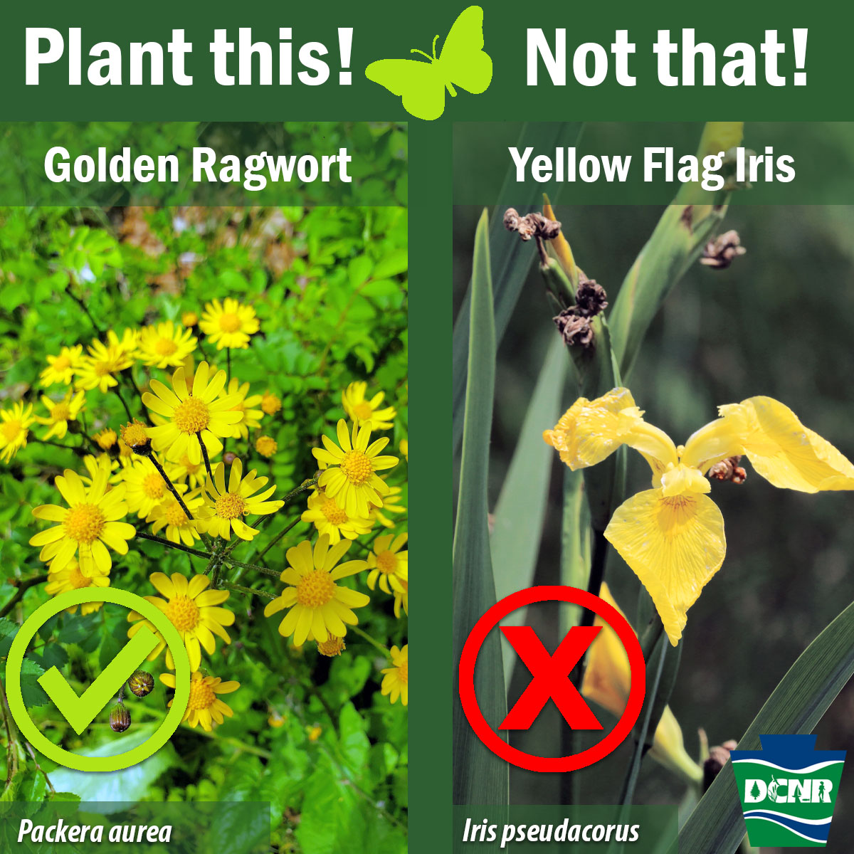 Invasive yellow flag iris displaces #PaNativeSpecies in marshy areas, disrupting aquatic food chains ➡️ bit.ly/2SjRoqa. A native choice is #GoldenRagwort, an adaptable plant with bright yellow blooms in spring that attract pollinators. Natives ➡️ bit.ly/2JZs99I.