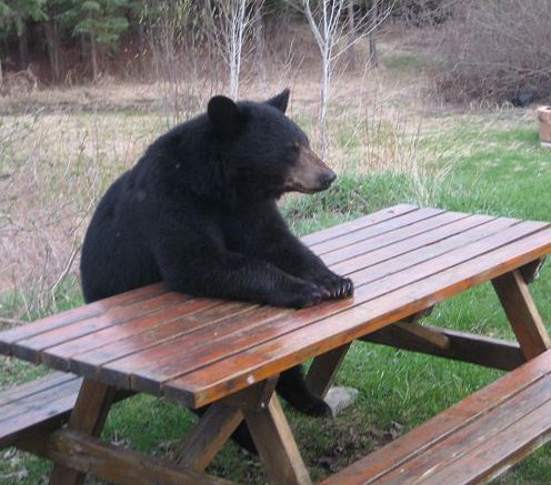 I like when bears sit at the table like a person