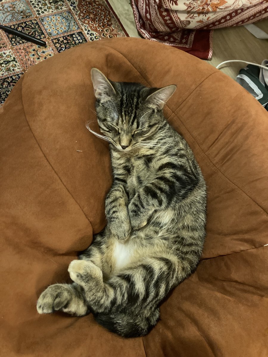CozyJ613's tweet photo. Learning that Gingko needs at least 45 minutes of bean bag chair a day https://t.co/qzqLdXIOER