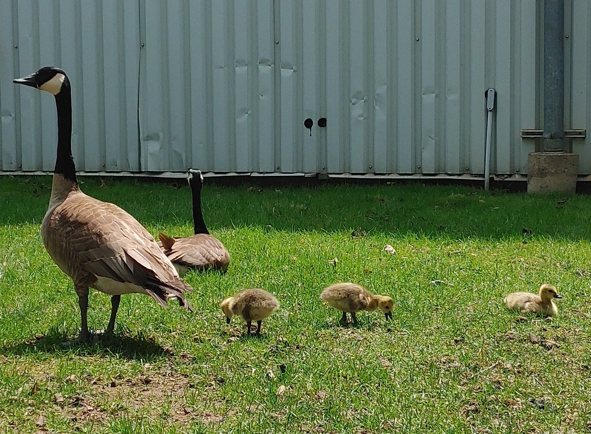 Milan J. Svitek tweet media