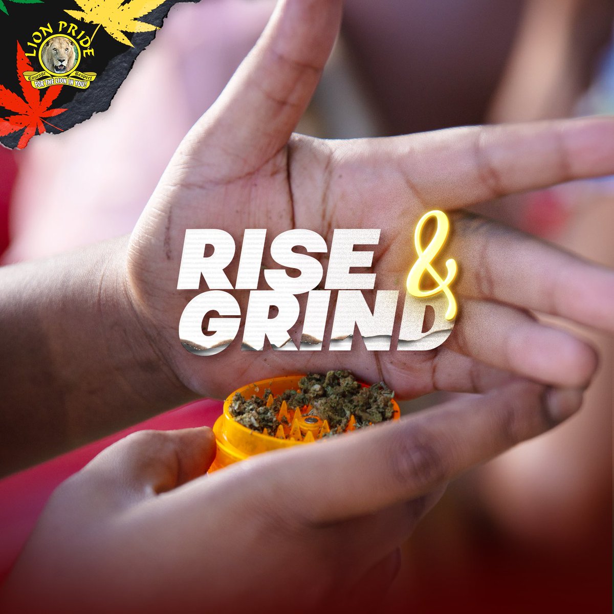 Lion Pride Jamaica tweet media