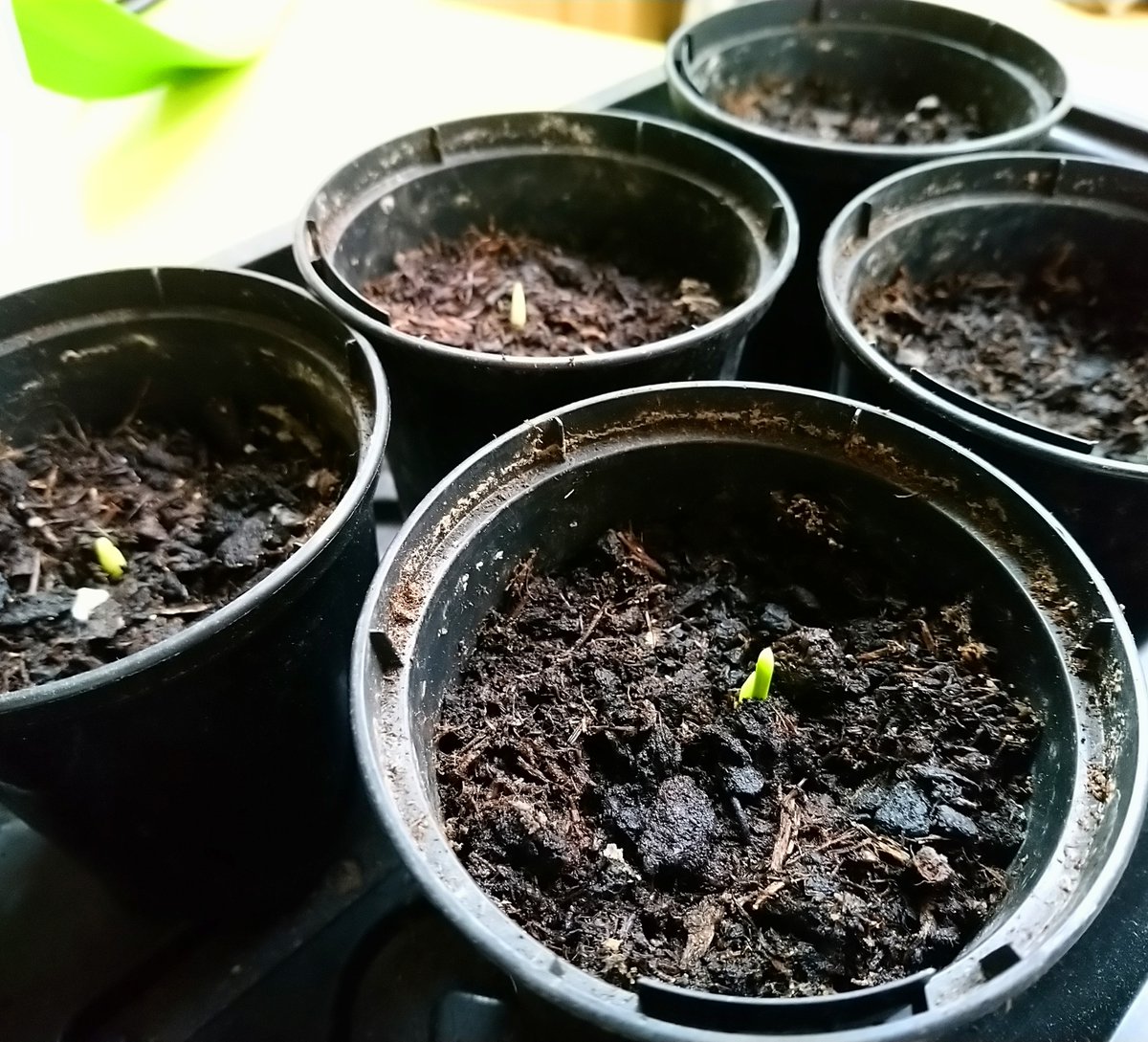 Are we in the right climate to grow date trees? Nope.

Do we have a big enough garden to plant date trees? Nope.

Should that put me off? Nope!!!

What are you not doing because of the stories you tell yourself at the moment?

#LetThemGrow #IrrationalExperiments #optimism