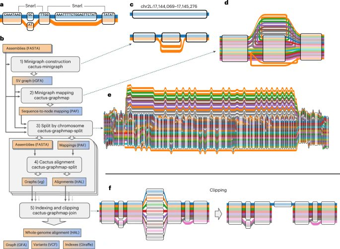 Pangenome graph construction from genome alignments with Minigraph-Cactus go.nature.com/3nXfcmt