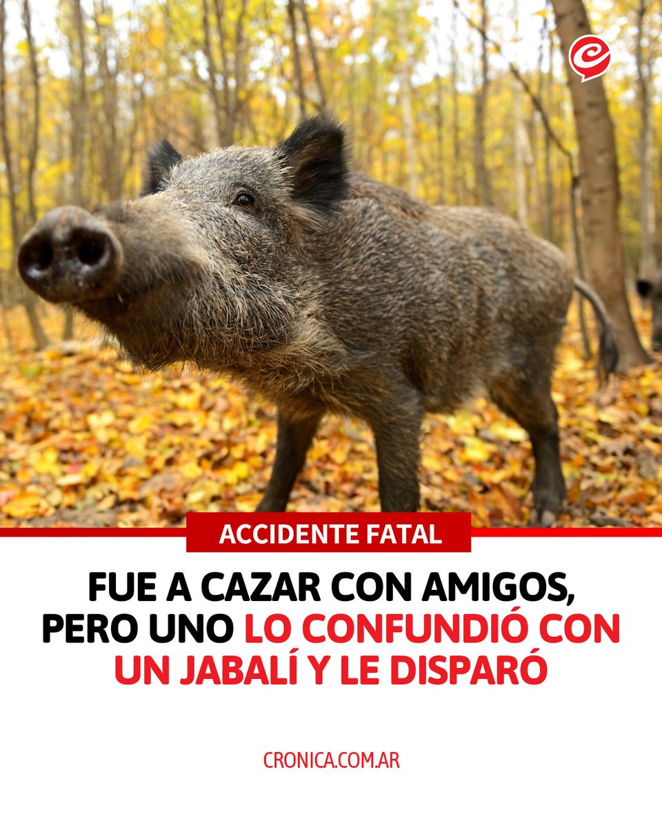 Cronica_ok's tweet photo. 🔴 TENÍA 19 AÑOS

🐗 Un trágico accidente ocurrió en las últimas horas, cuando un joven de 19 años murió tras recibir un disparo accidental por parte de un amigo mientras estaba cazando jabalíes. https://t.co/PZ7Tn9VXKj